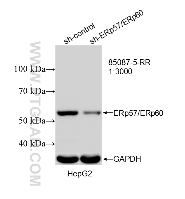 WB analysis of HepG2 using 85087-5-RR