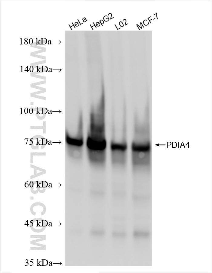 WB analysis using 86239-1-RR