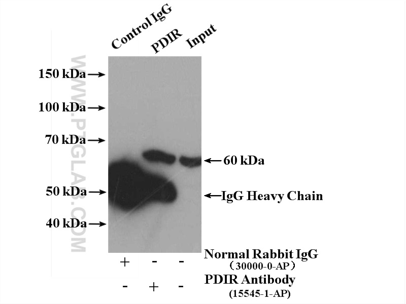 IP experiment of mouse liver using 15545-1-AP