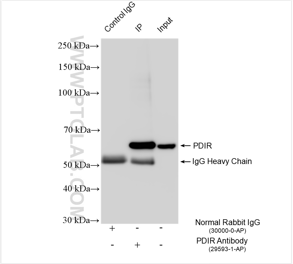 IP experiment of mouse liver using 29593-1-AP (same clone as 29593-1-PBS)