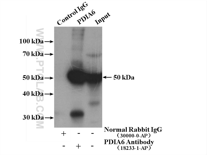 IP experiment of HEK-293 using 18233-1-AP