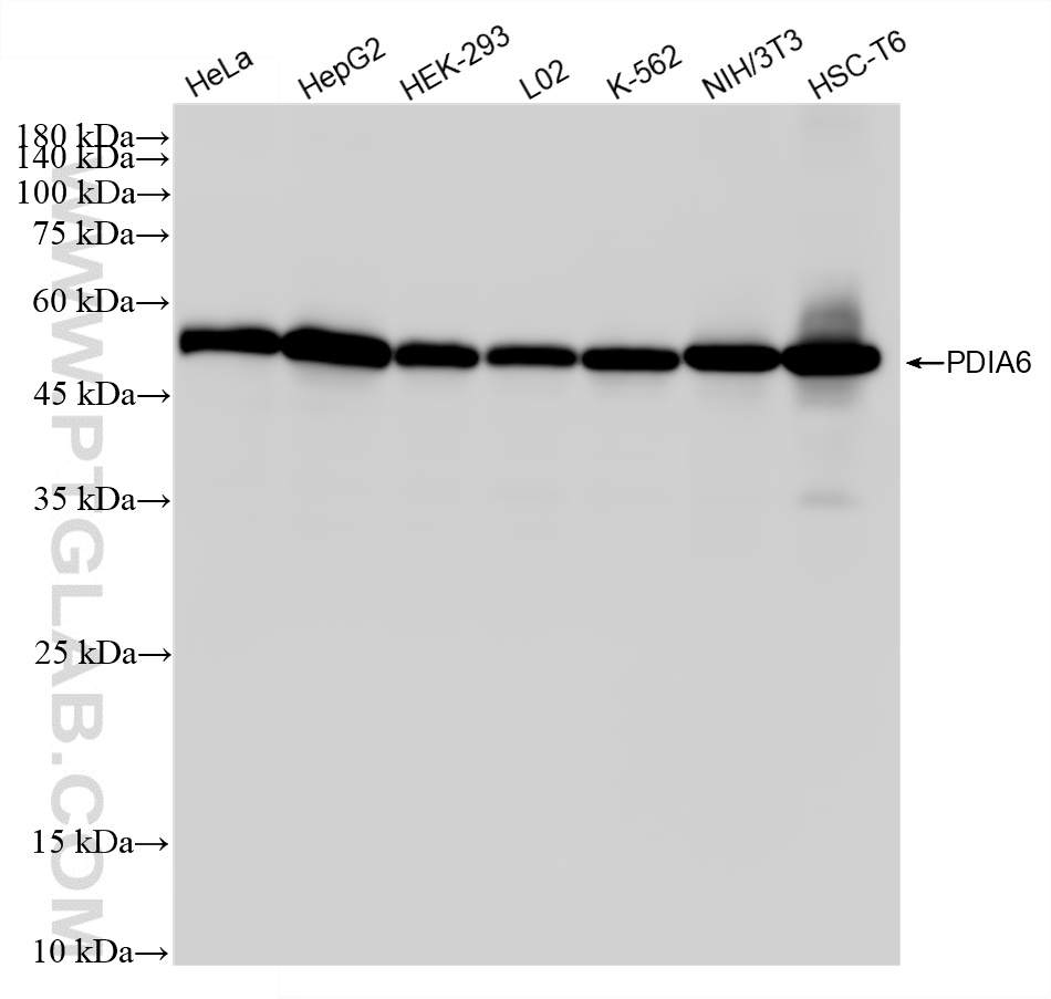 WB analysis using 87234-1-RR