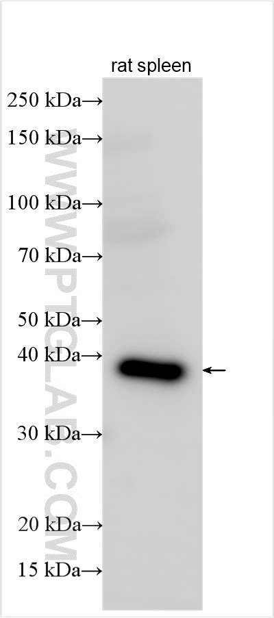 WB analysis of rat spleen using 12646-1-AP