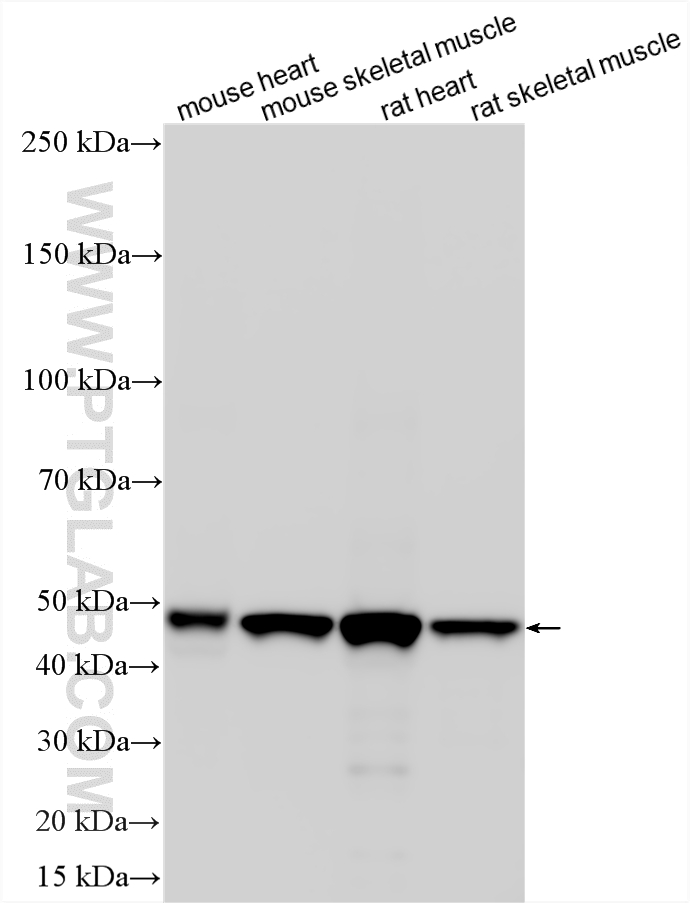 WB analysis using 15647-1-AP