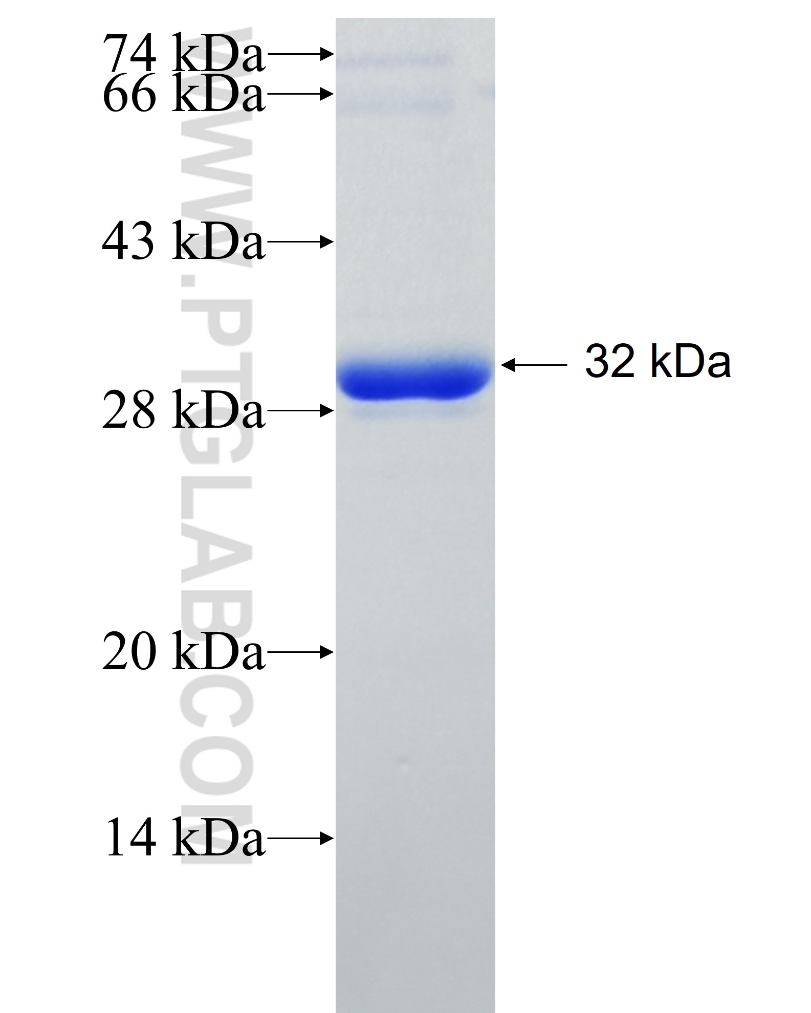 PDK2 fusion protein Ag8206 SDS-PAGE