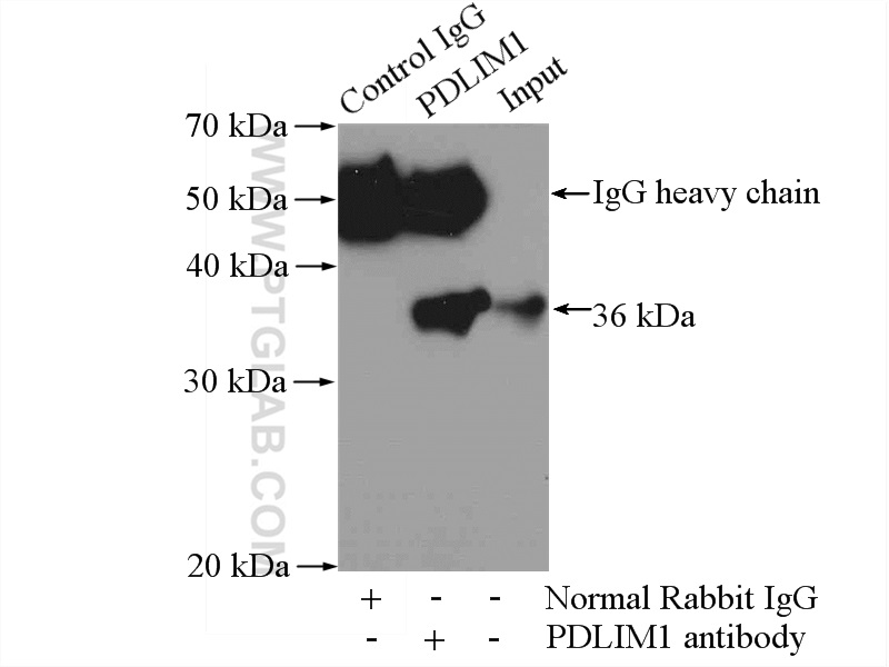 IP experiment of mouse heart using 11674-1-AP