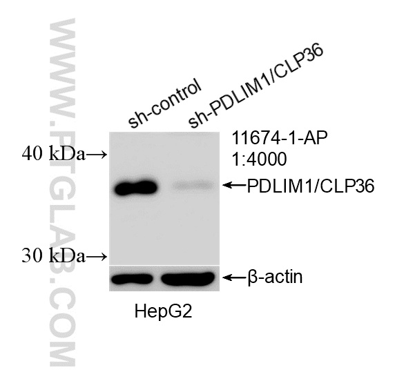 WB analysis of HepG2 using 11674-1-AP (same clone as 11674-1-PBS) WB analysis of HepG2 using 11674-1-AP (same clone as 11674-1-PBS)
