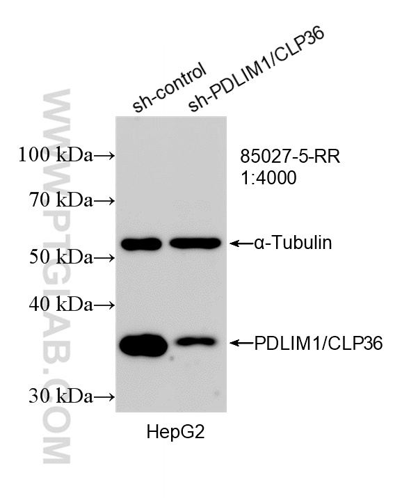 WB analysis of HepG2 using 85027-5-RR