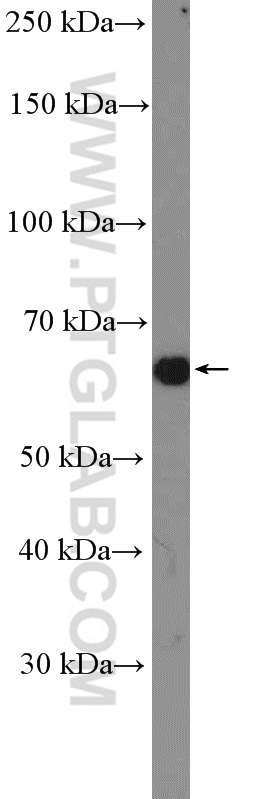 WB analysis of HeLa using 10530-1-AP