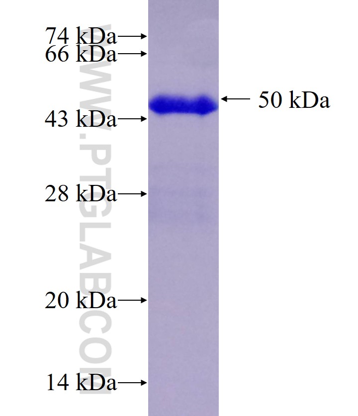 PDLIM5 fusion protein Ag0808 SDS-PAGE