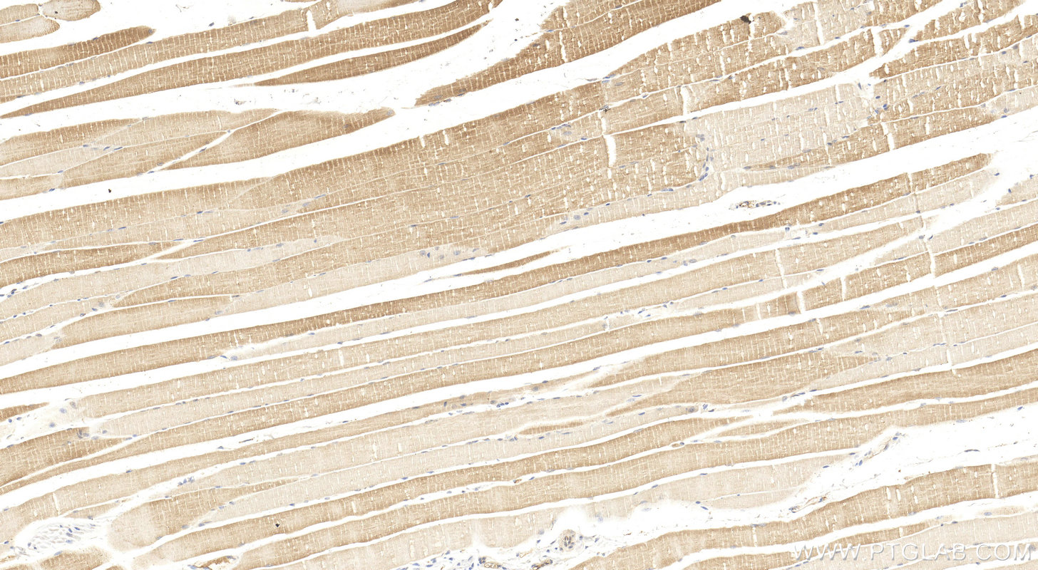IHC staining of mouse skeletal muscle using 17080-1-AP