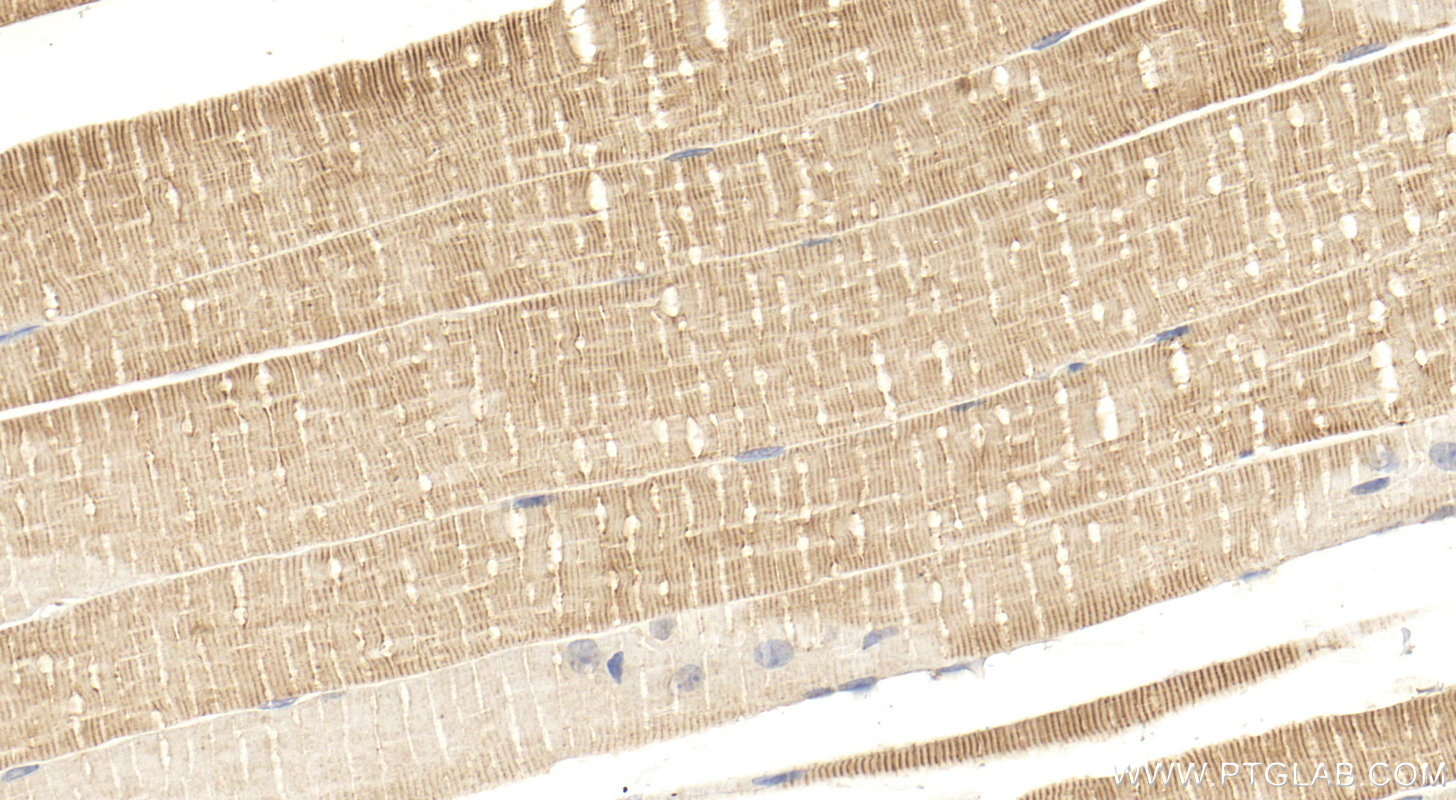 IHC staining of mouse skeletal muscle using 17080-1-AP