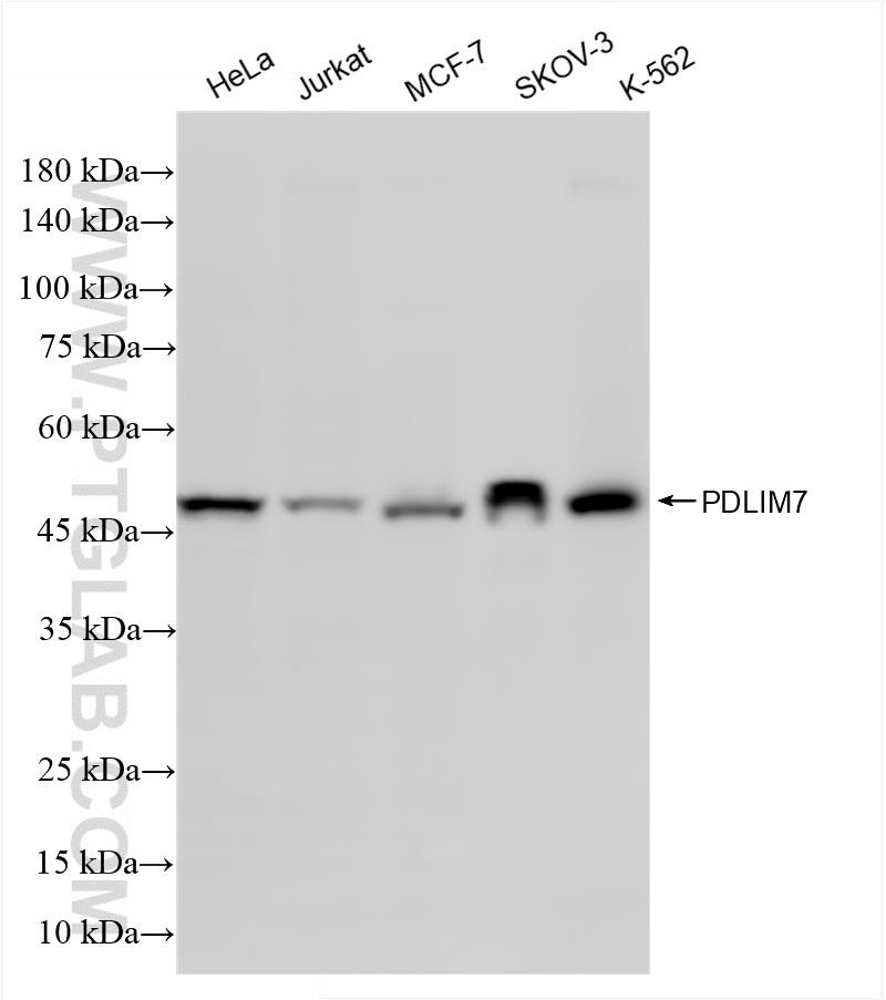 WB analysis using 86283-1-RR