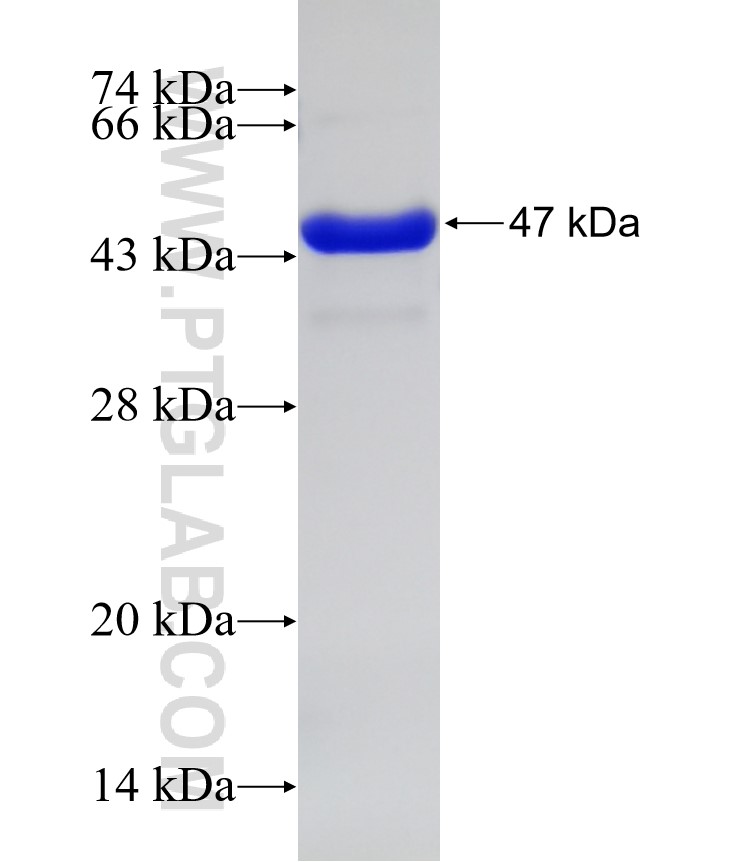 PDPN,D2-40,M2A fusion protein Ag26986 SDS-PAGE