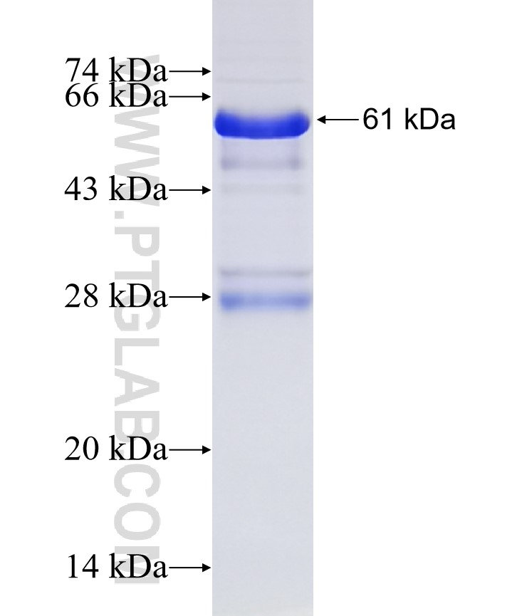 PDPN,D2-40,M2A fusion protein Ag2201 SDS-PAGE