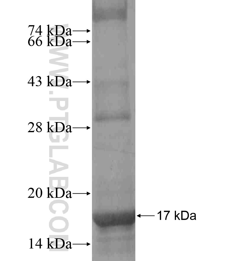 PDPN fusion protein Ag17690 SDS-PAGE PDPN fusion protein Ag17690 SDS-PAGE