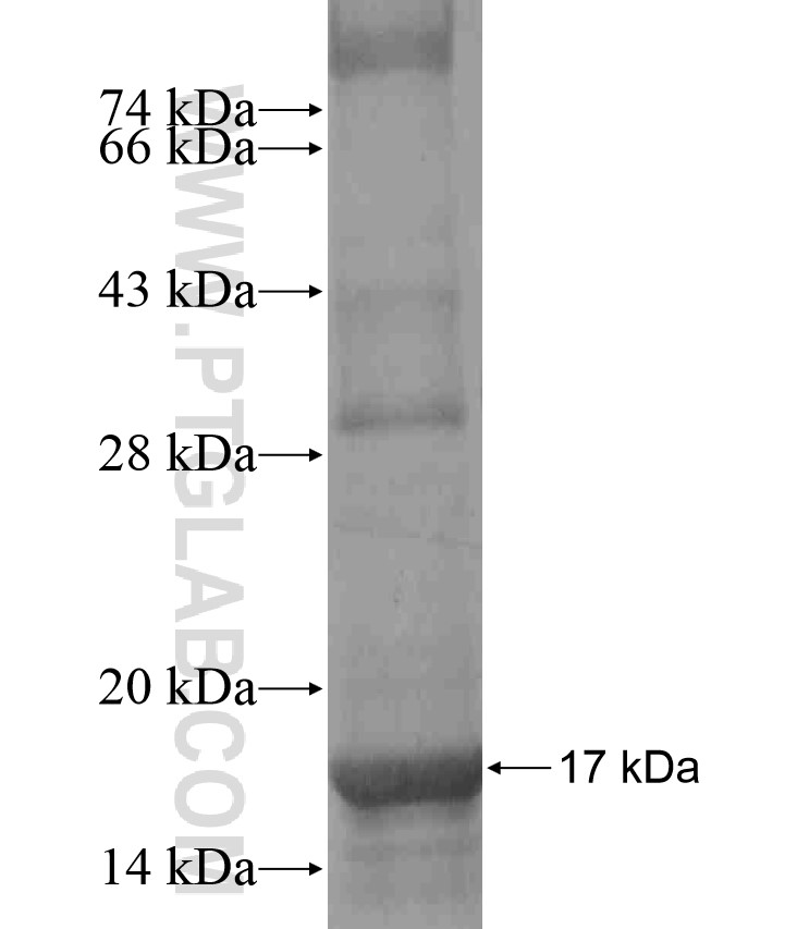 PDPN fusion protein Ag17690 SDS-PAGE