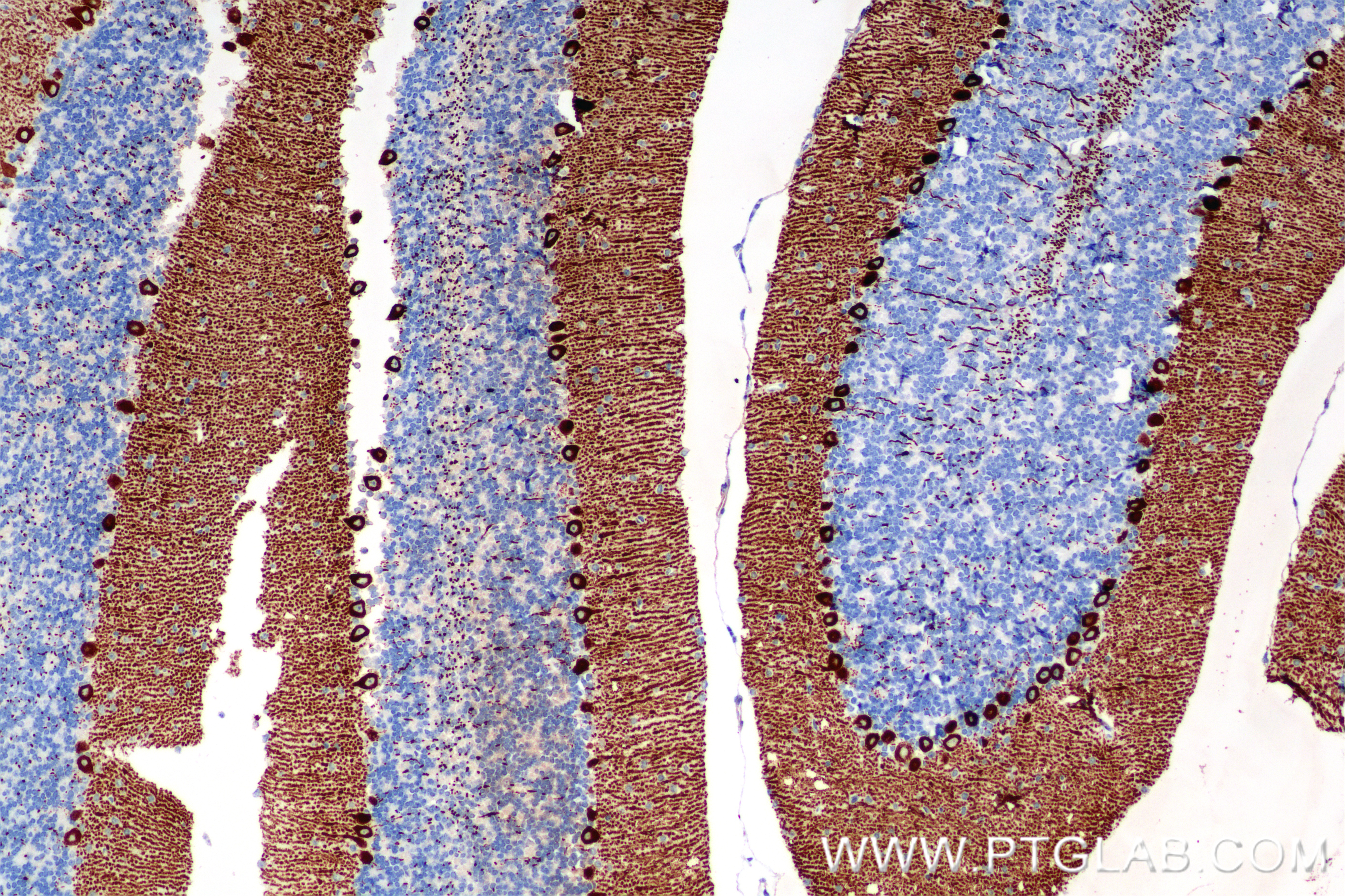 IHC staining of mouse cerebellum using 85851-4-RR (same clone as 85851-4-PBS)