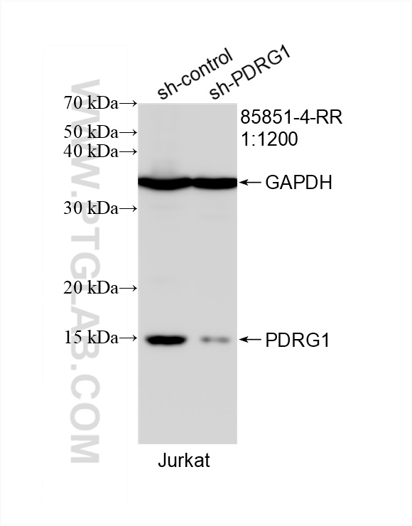 WB analysis of Jurkat using 85851-4-RR (same clone as 85851-4-PBS)