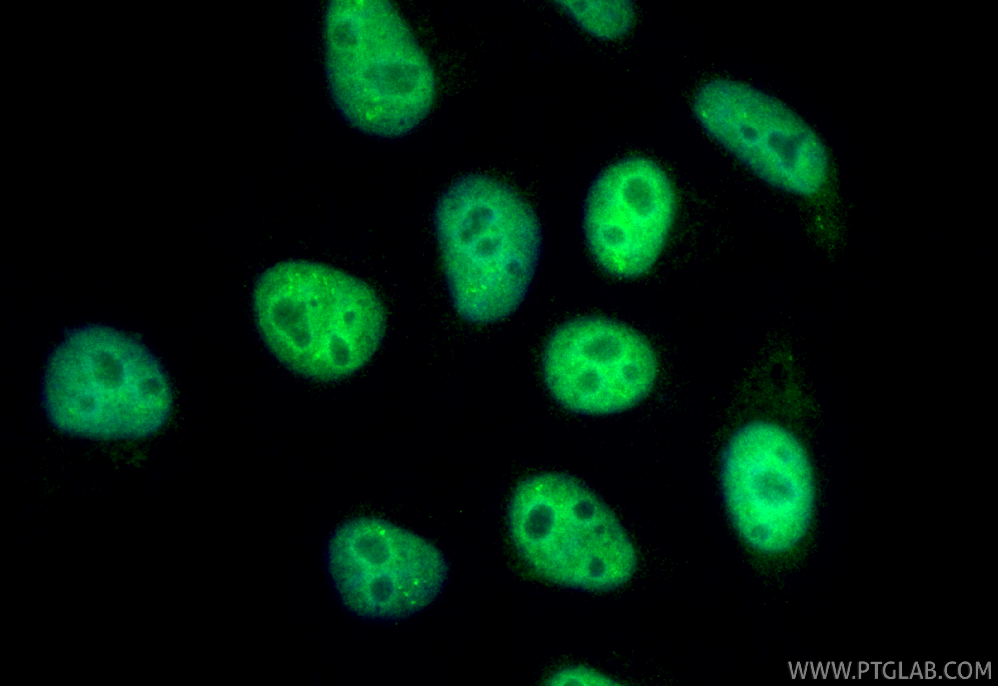 IF Staining of HepG2 using CL488-67520