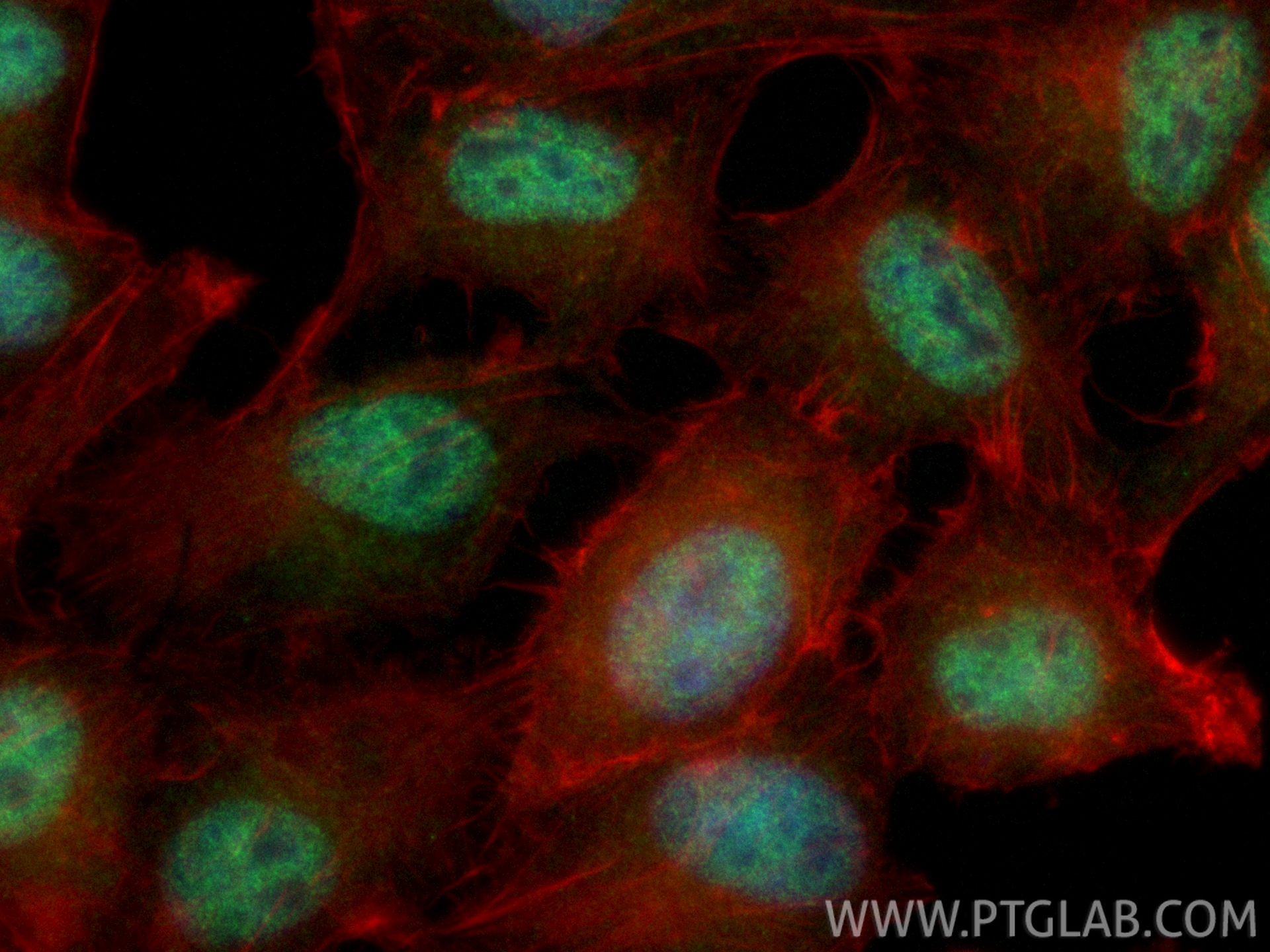 IF Staining of HepG2 using CL488-86088-2