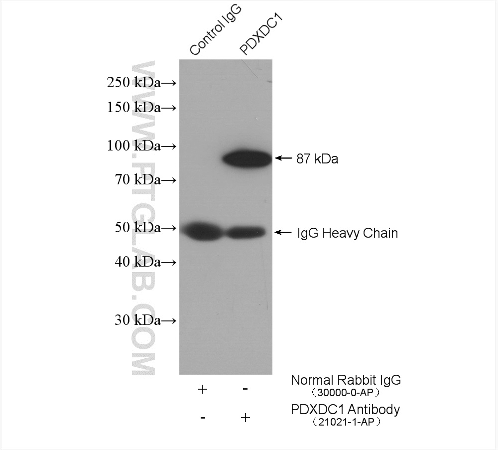 IP experiment of HepG2 using 21021-1-AP