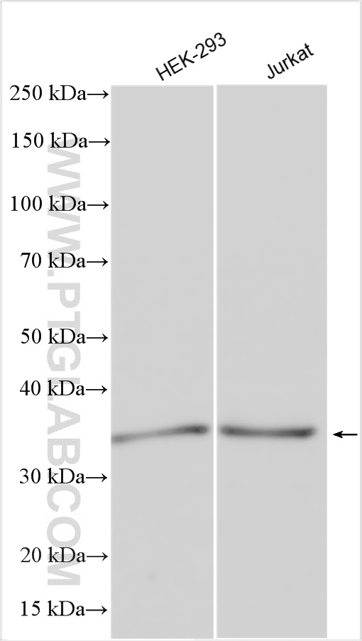 WB analysis using 30191-1-AP