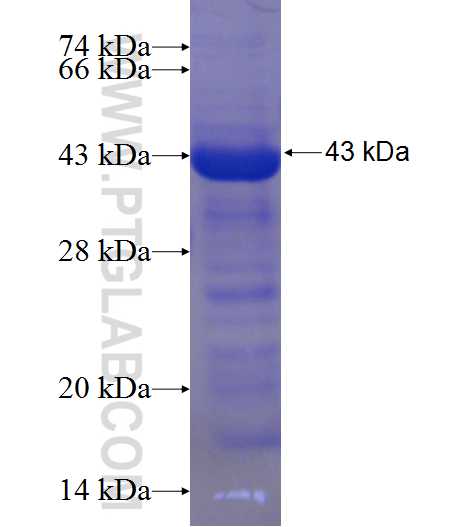 PDZK1 fusion protein Ag24218 SDS-PAGE PDZK1 fusion protein Ag24218 SDS-PAGE