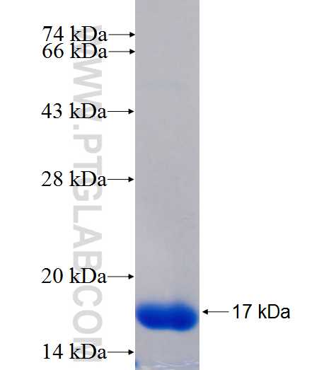 PDZRN3 fusion protein Ag24455 SDS-PAGE PDZRN3 fusion protein Ag24455 SDS-PAGE