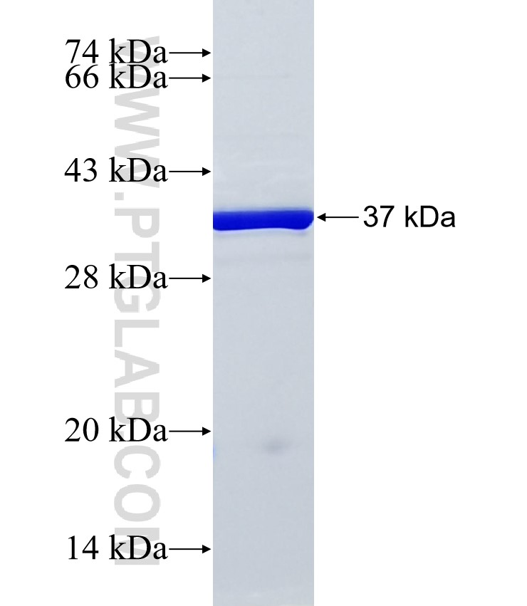 PDZRN3 fusion protein Ag24465 SDS-PAGE PDZRN3 fusion protein Ag24465 SDS-PAGE