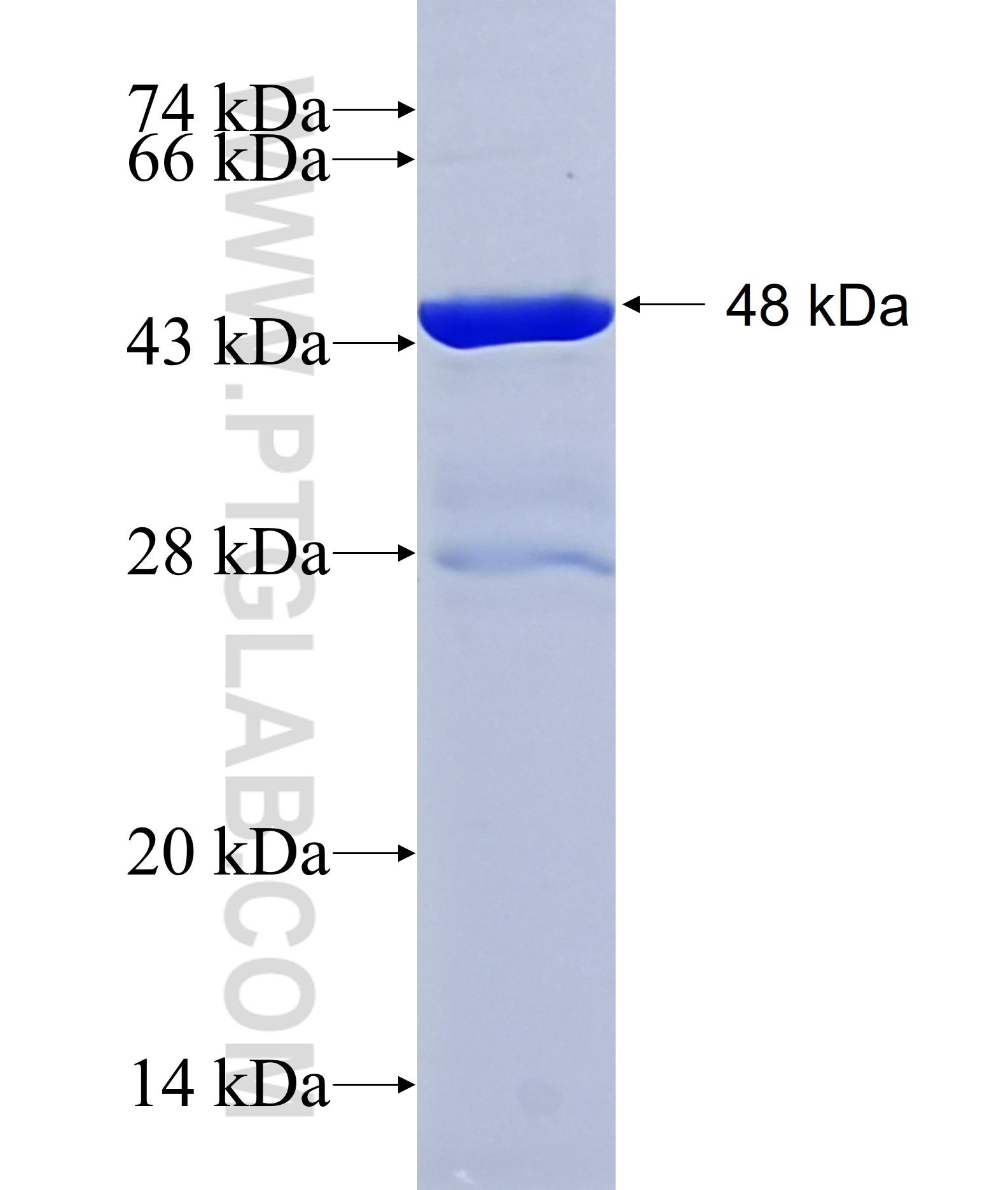 PEAR1 fusion protein Ag27978 SDS-PAGE