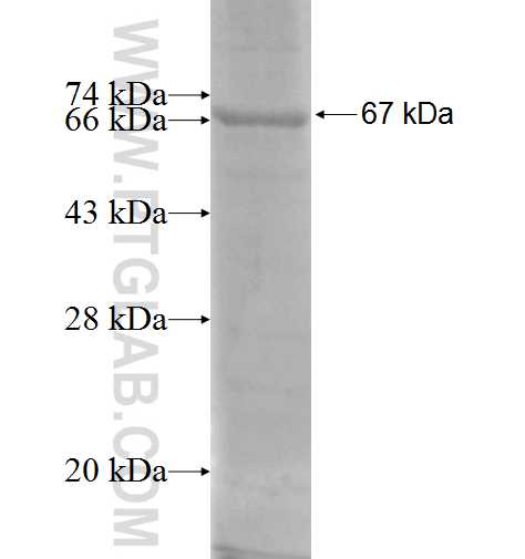 CD31 fusion protein Ag1787 SDS-PAGE