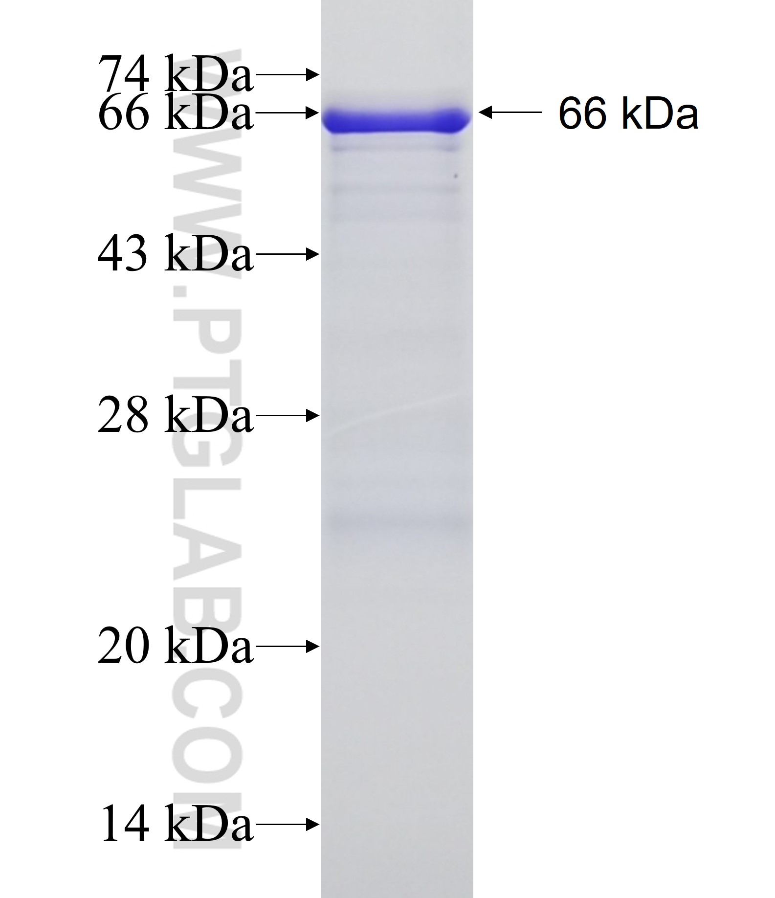 CD31 fusion protein Ag1787 SDS-PAGE