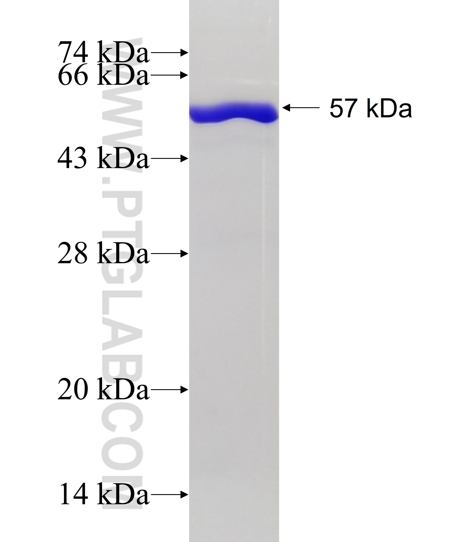 PECR fusion protein Ag6693 SDS-PAGE