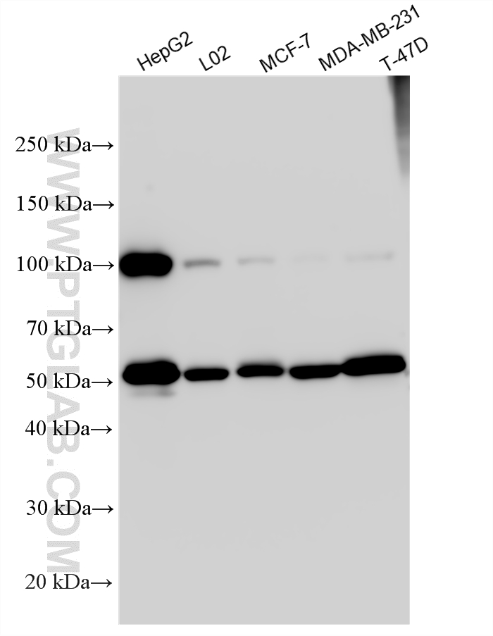 Various lysates were subjected to SDS PAGE followed by western blot with 14412-1-AP (PEG10 antibody) at dilution of 1:6000 incubated at room temperature for 1.5 hours. WB analysis using 14412-1-AP