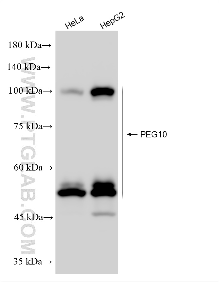Various lysates were subjected to SDS PAGE followed by western blot with 86928-4-RR (PEG10 antibody) at dilution of 1:10000 incubated at room temperature for 1.5 hours. WB analysis using 86928-4-RR