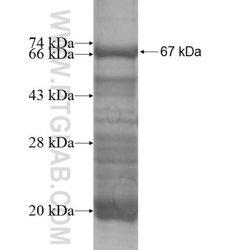 PEG10 fusion protein Ag5754 SDS-PAGE