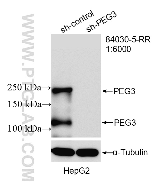 WB analysis of HepG2 using 84030-5-RR WB analysis of HepG2 using 84030-5-RR