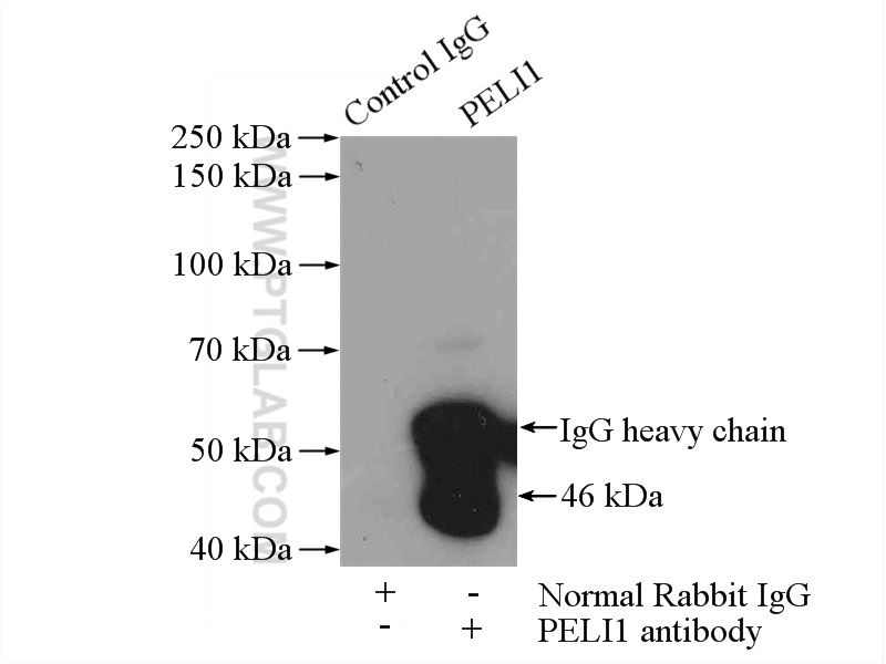 PELI1 Polyclonal antibody