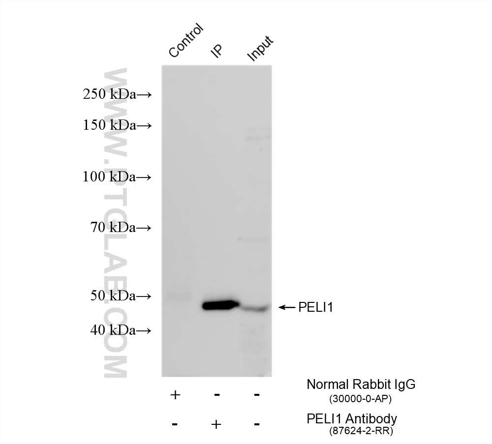IP experiment of mouse brain using 87624-2-RR