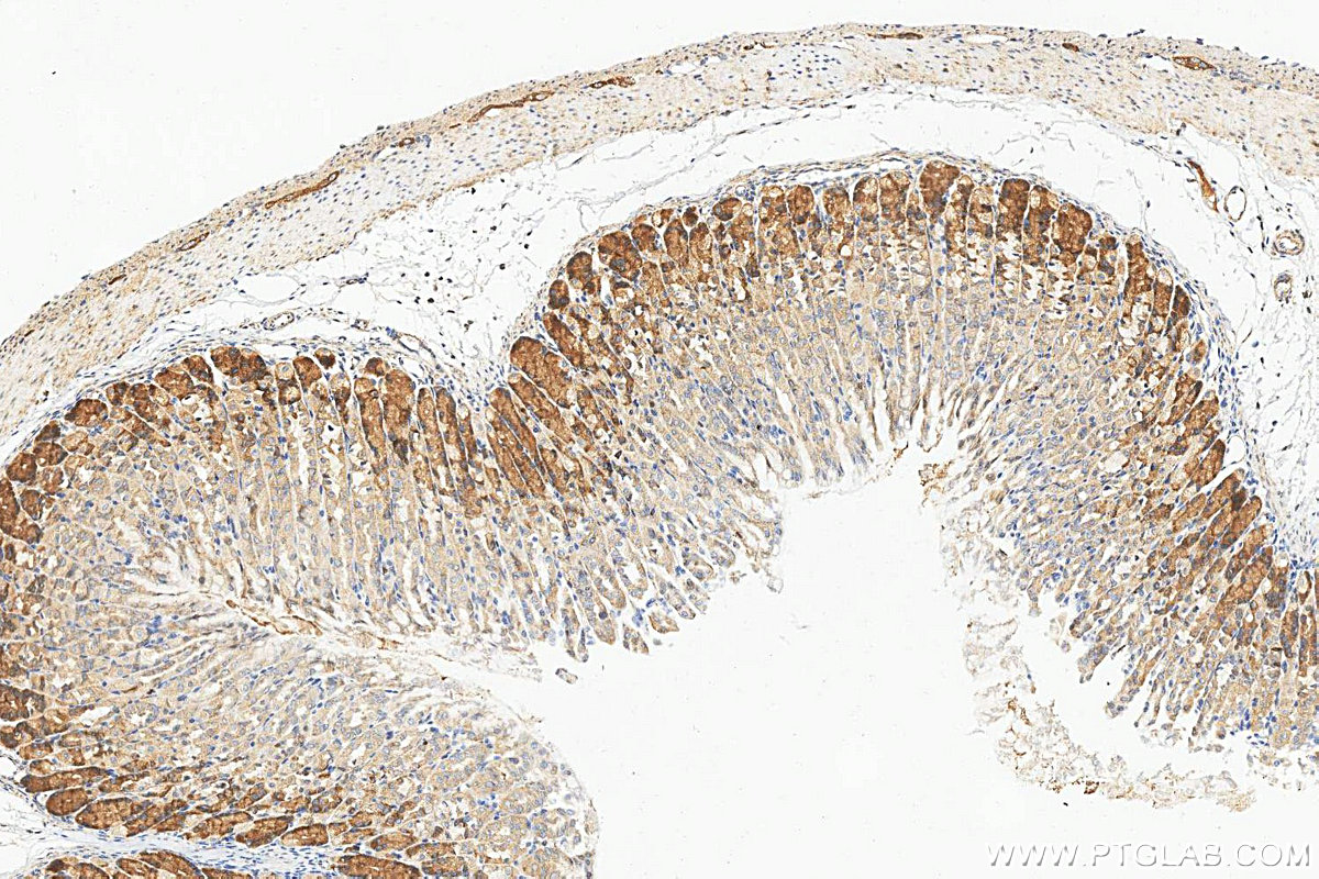 IHC staining of mouse stomach using 10582-1-AP