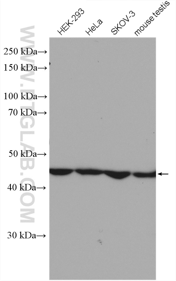 WB analysis using 10582-1-AP