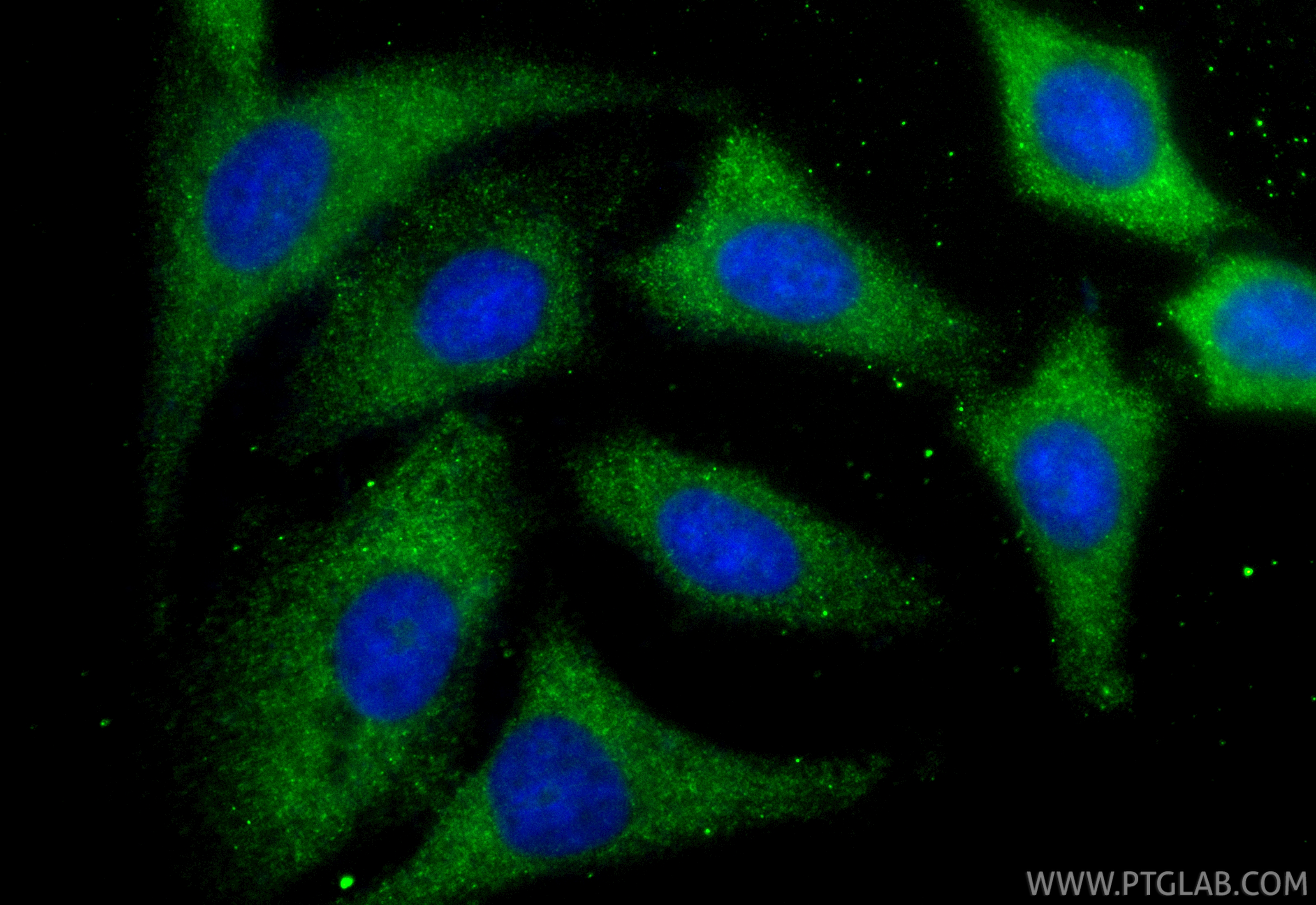 Immunofluorescent analysis of (-20°C Methanol) fixed A549 cells using CoraLite® Plus 488 PELO antibody (CL488-85743, Clone: 243137F4 ) at dilution of 1:200. IF Staining of A549 using CL488-85743