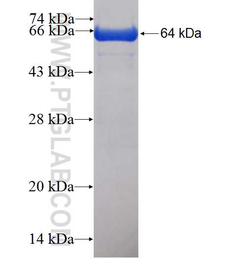 PELO fusion protein Ag0873 SDS-PAGE