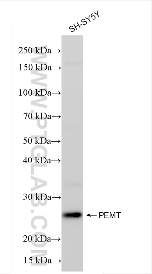 WB analysis of SH-SY5Y using 85099-1-RR