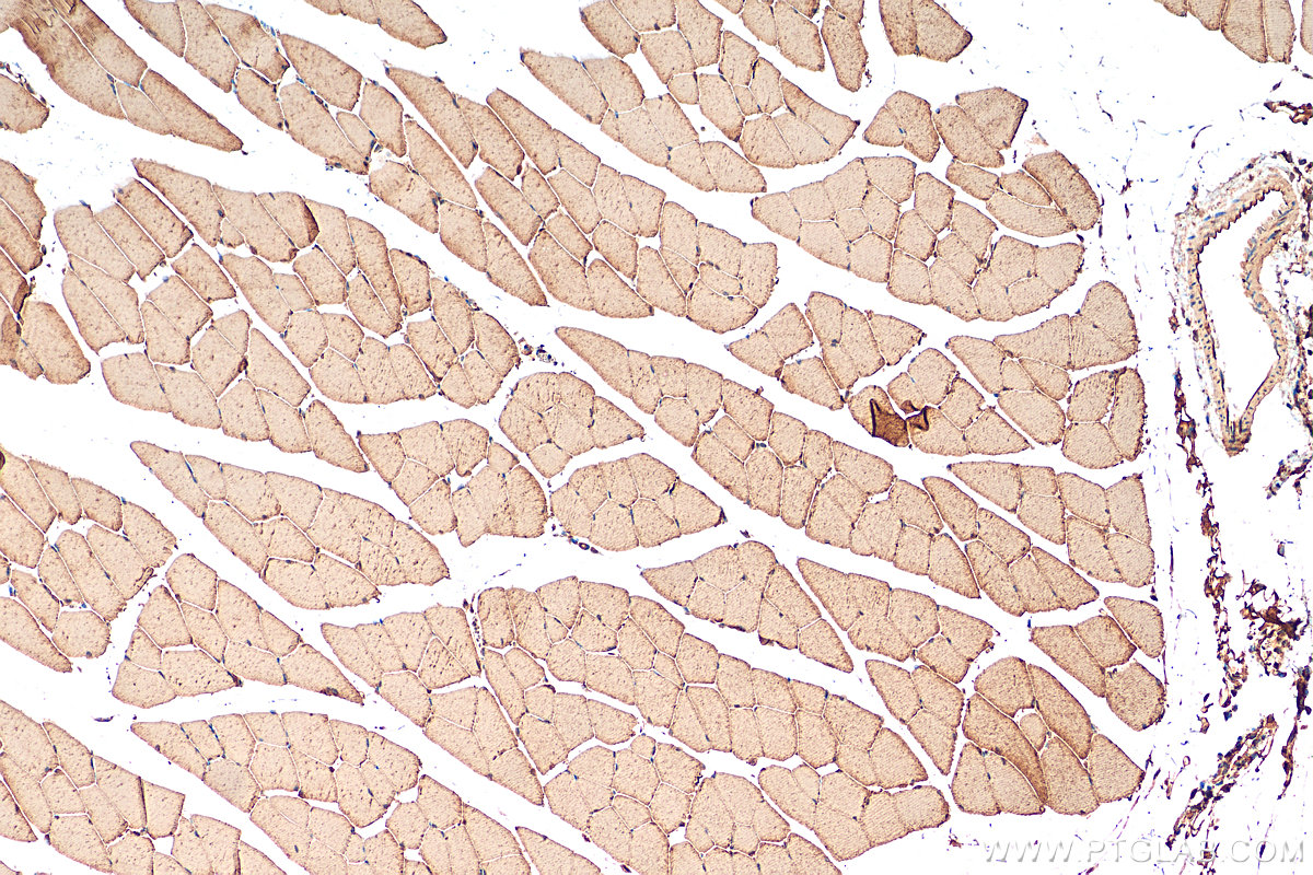 IHC staining of mouse skeletal muscle using 13435-1-AP