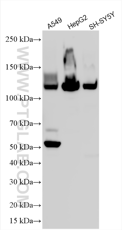 WB analysis using 13463-1-AP