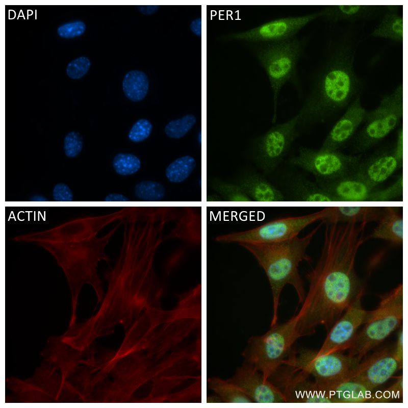 IF Staining of NIH/3T3 using 84730-5-RR (same clone as 84730-5-PBS)