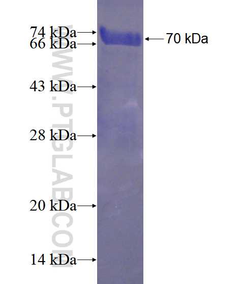 PER1 fusion protein Ag4249 SDS-PAGE