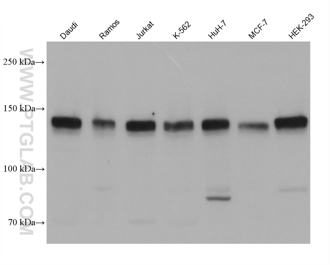 WB analysis using 68482-1-Ig (same clone as 68482-1-PBS)